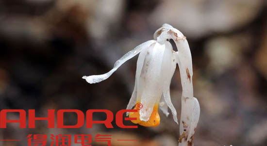 安徽得潤(rùn)電氣 高低壓開關(guān)柜 變頻柜 咨詢熱線4000551777 安徽得潤(rùn)電氣 高低壓開關(guān)柜 變頻柜 咨詢熱線4000551777