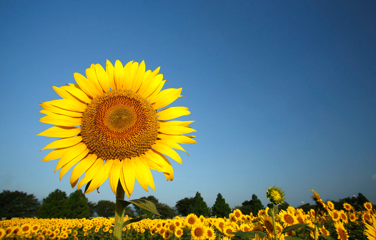 安徽得潤電氣 成套高低壓開關柜廠家 報價 電話:400-0551-777 qq:3176885416 安徽得潤電氣 成套高低壓開關柜廠家 報價 電話:400-0551-777 qq:3176885416